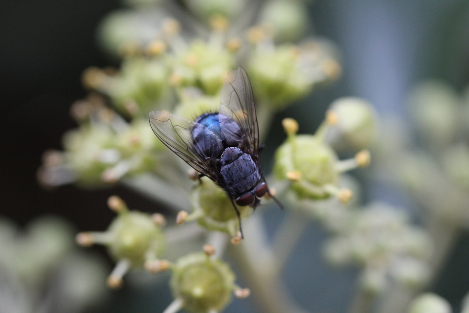 Calliphora