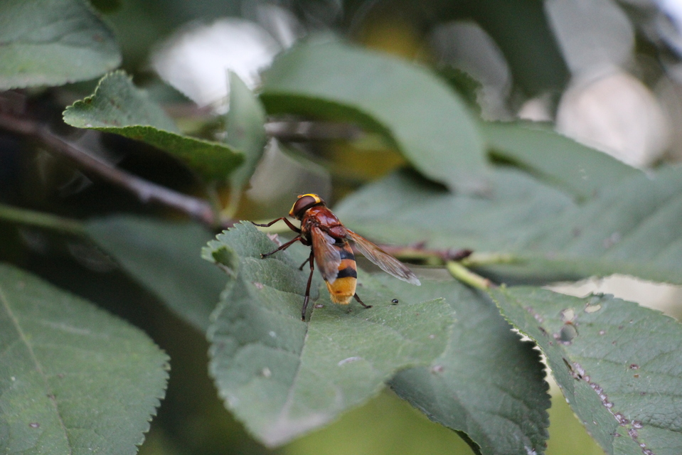 Volucella zonaria - kétöves pihelégy