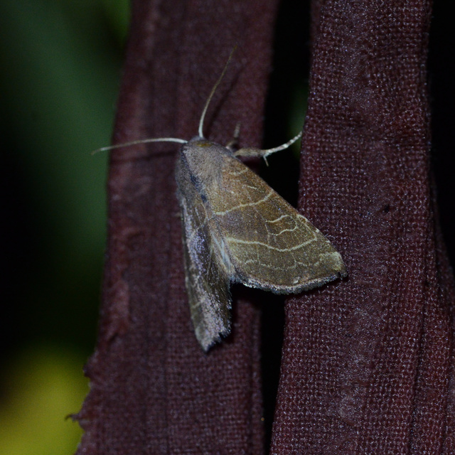 Atethmia ambusta - körtebagoly
