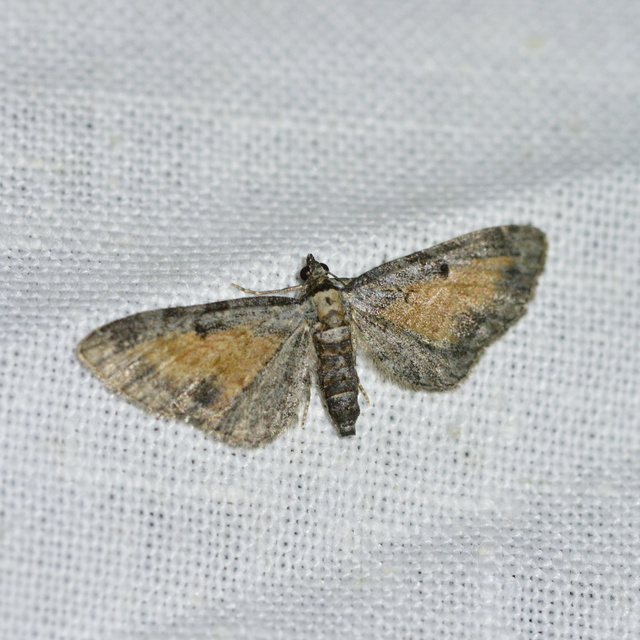 Eupithecia icterata - rozsdafoltos törpearaszoló