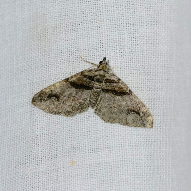 Pareulype berberata - sóskafa-tarkaaraszoló