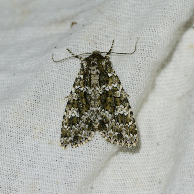 Polymixis polymita - kankalin-tarkabagoly