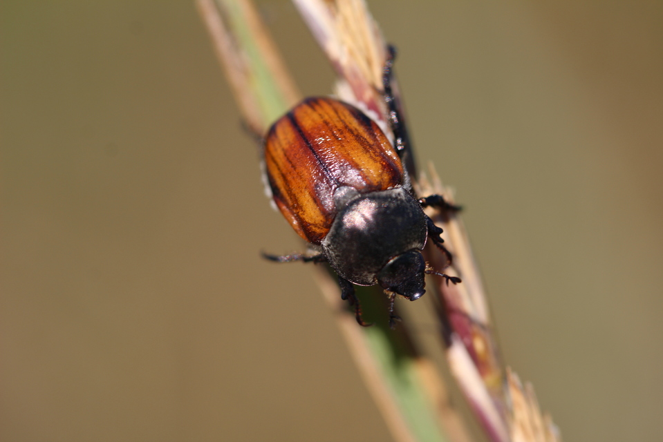 Anisoplia tempestiva - gabonaszipoly