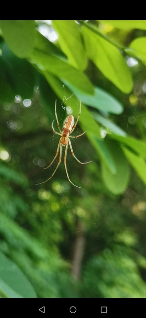 Tetragnatha