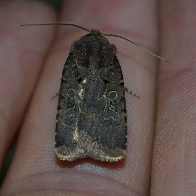 Chersotis rectangula - barna földibagoly