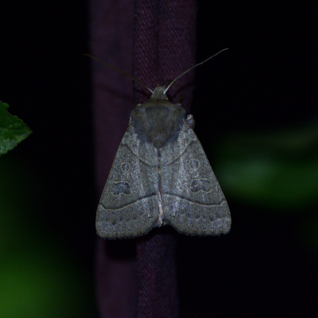 Mesogona acetosellae - madársóskabagoly