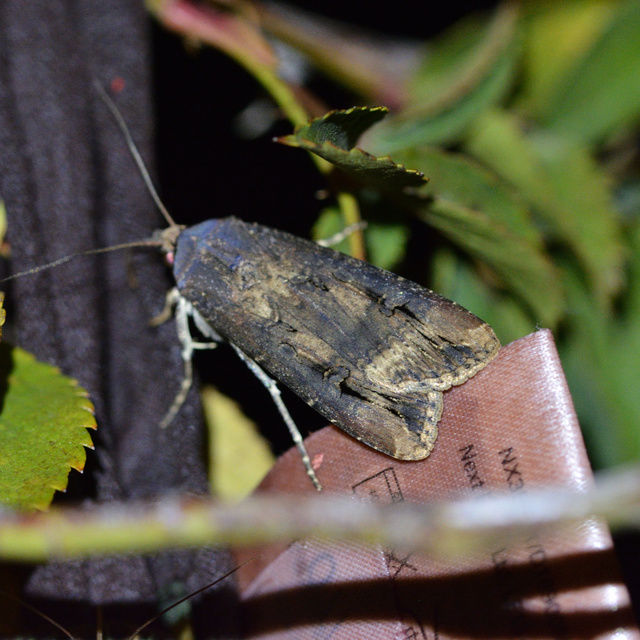 Agrotis ipsilon - nagy földibagoly