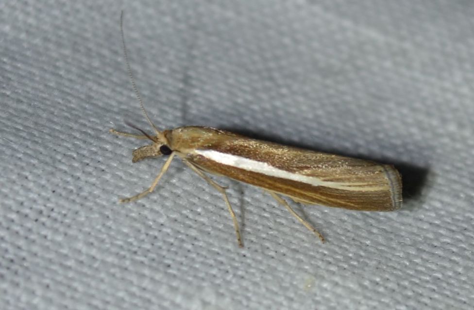 Agriphila
