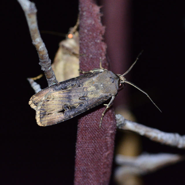 Agrotis ipsilon - nagy földibagoly