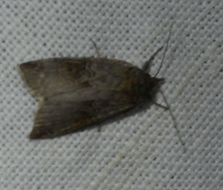 Nycteola asiatica - nyárfa-trapézbagoly