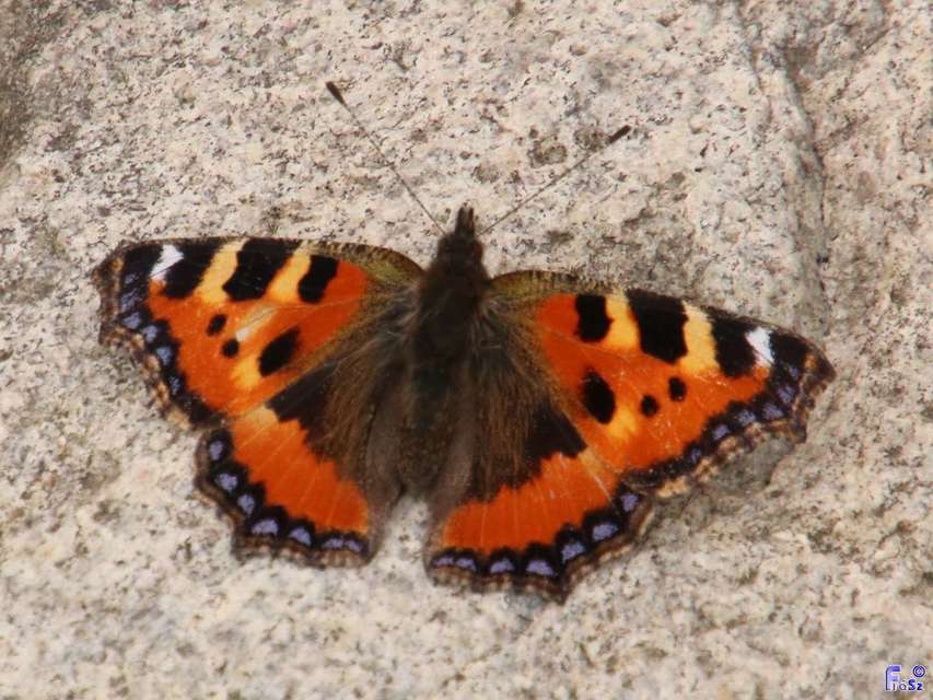 Nymphalis urticae - kis rókalepke