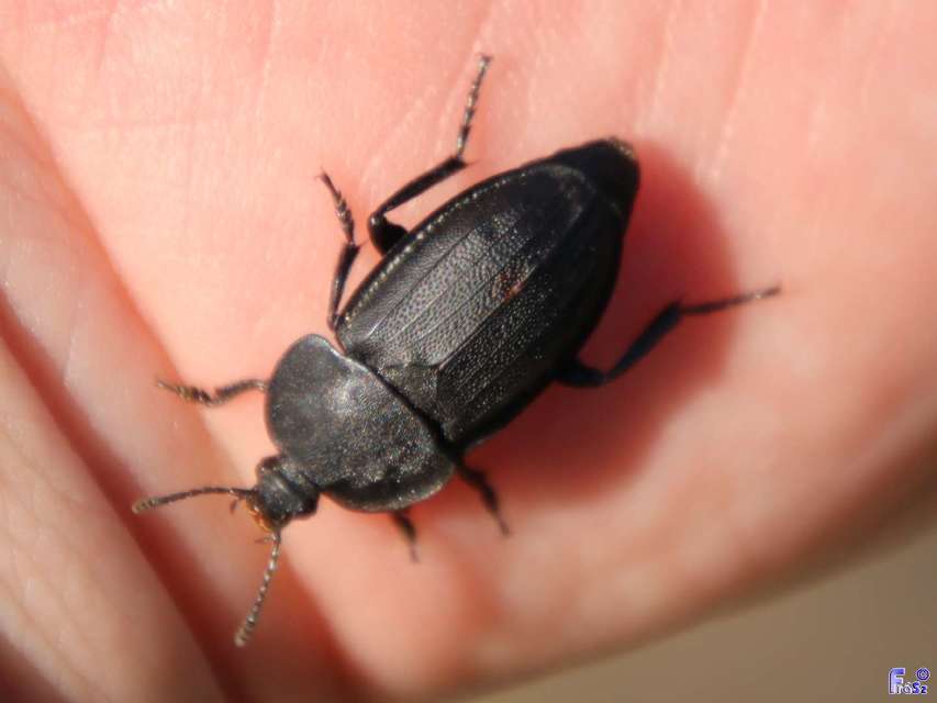 Silpha obscura - közönséges dögbogár