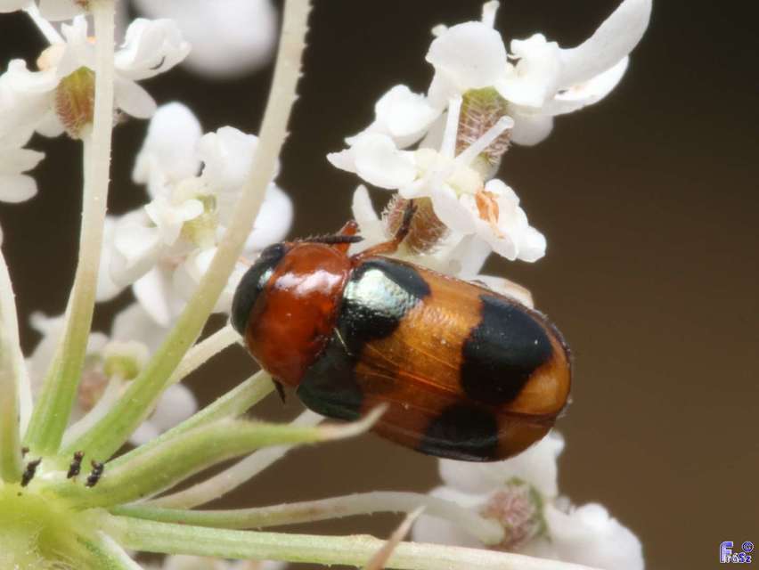 Coptocephala unifasciata - sárgalábú hullóbogár