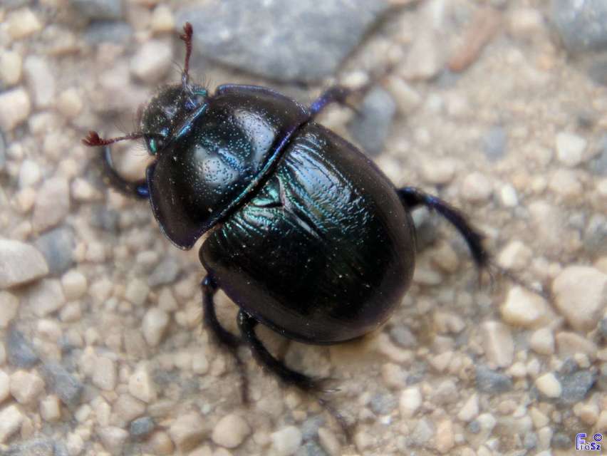 Anoplotrupes stercorosus - erdei álganéjtúró