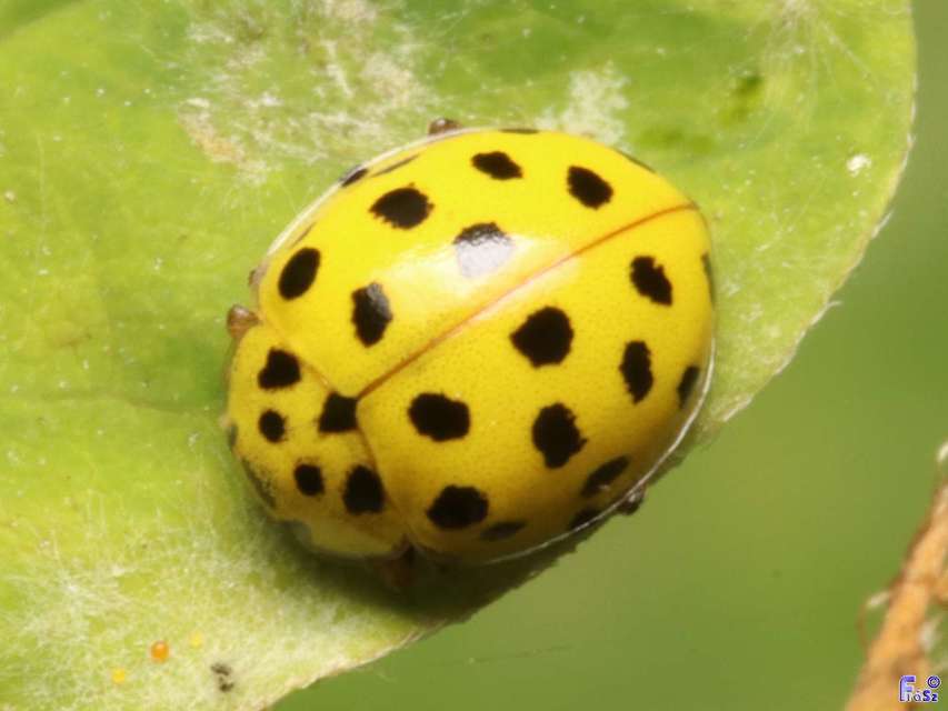 Psyllobora vigintiduopunctata - huszonkétpettyes katica