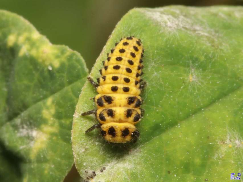 Psyllobora vigintiduopunctata - huszonkétpettyes katica