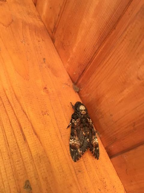 Acherontia atropos - halálfejes lepke