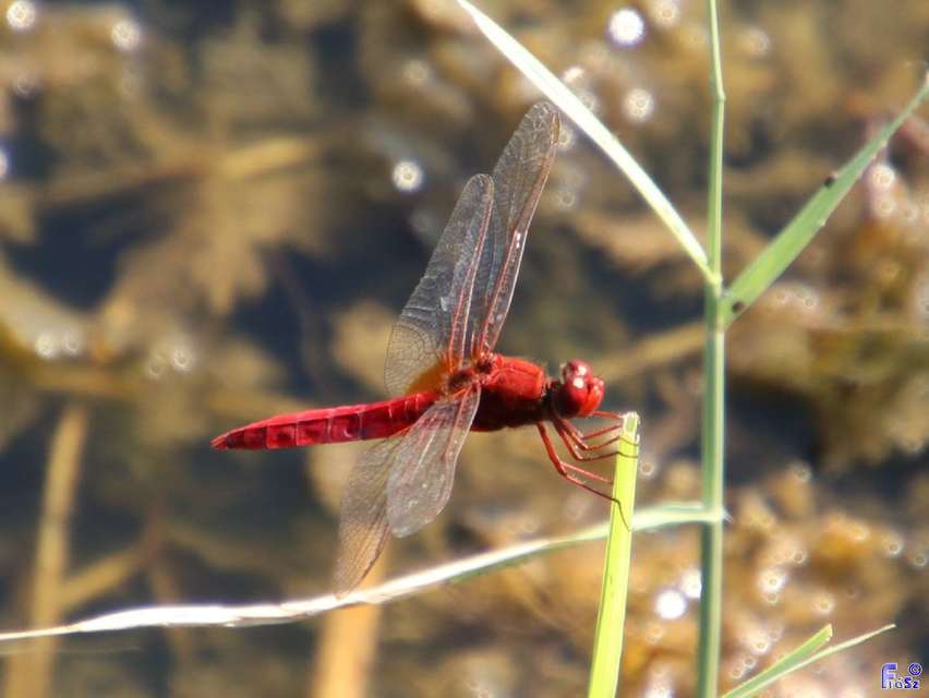 Crocothemis erythraea - skarlát szitakötő