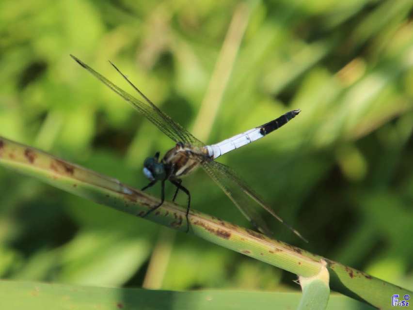 Orthetrum albistylum - fehérfarkú pásztorszitakötő