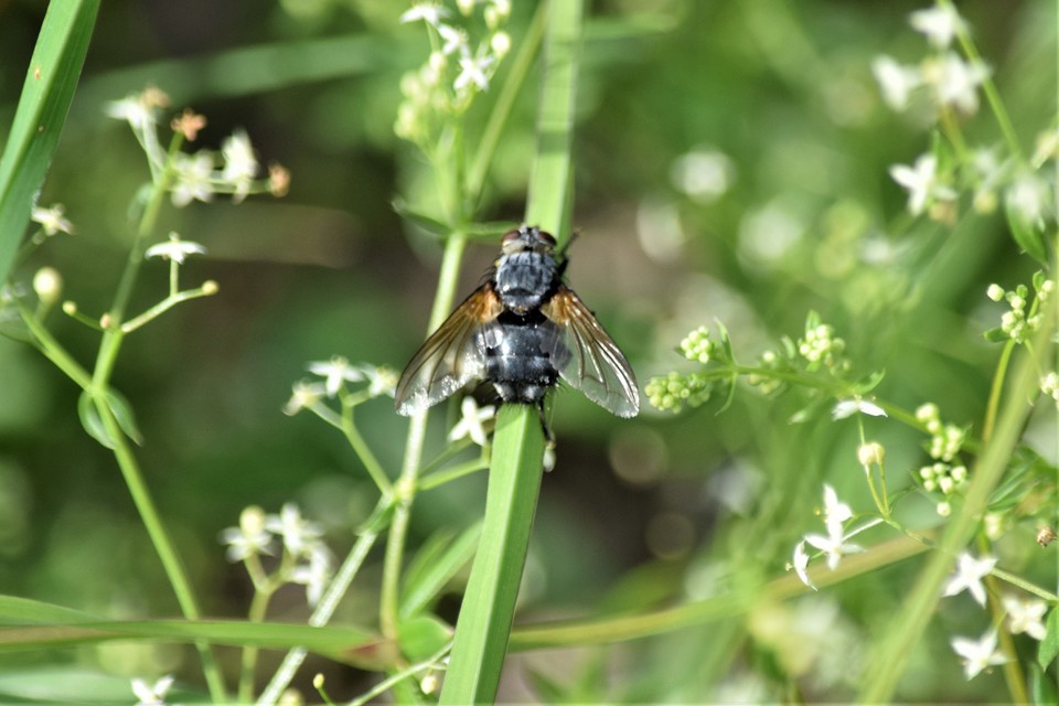 Nemoraea pellucida