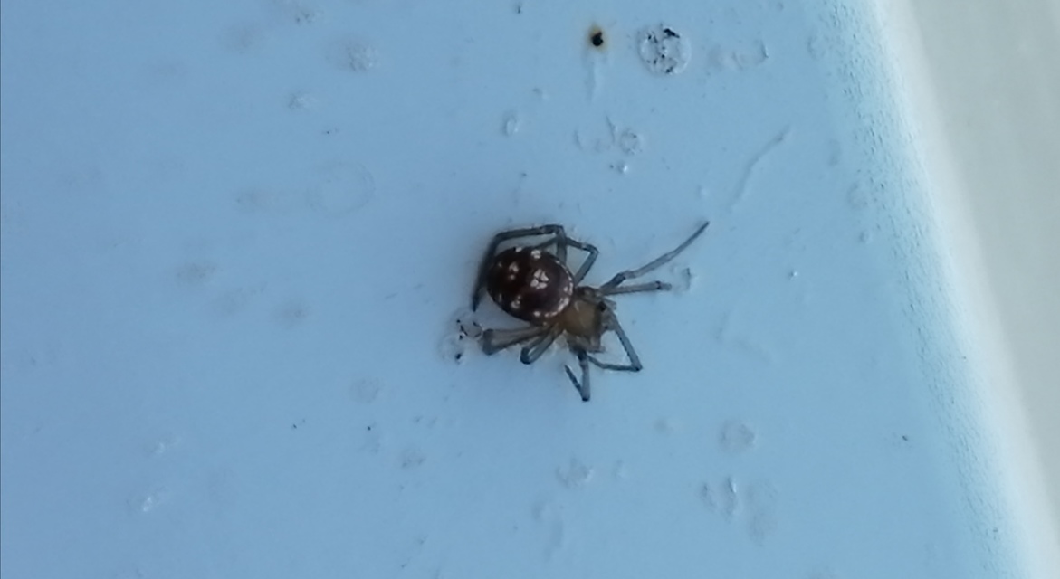 Steatoda grossa - nagy faggyúpók