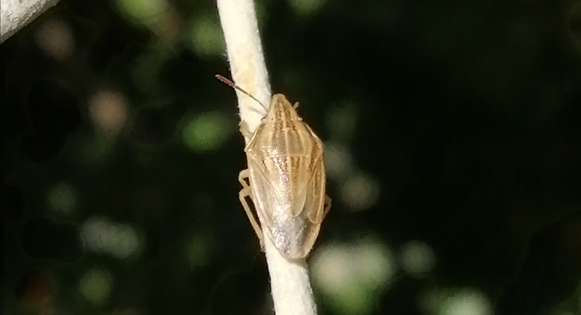 Aelia acuminata - közönséges szipolypoloska Aelia acuminata - közönséges szipolypoloska