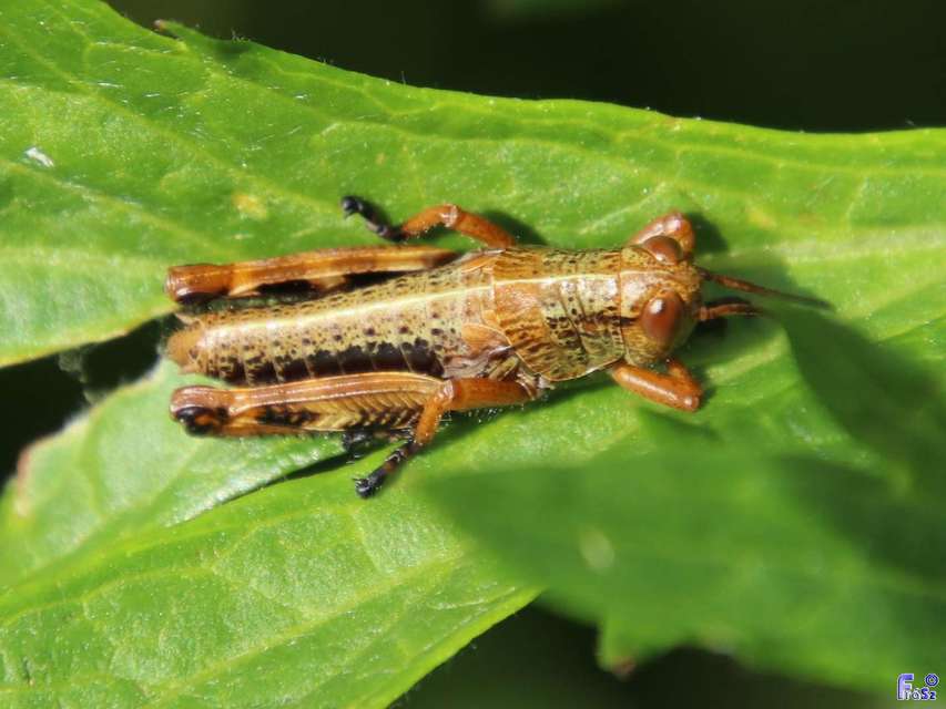 Miramella