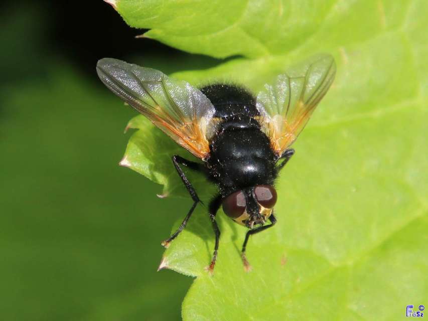 Mesembrina meridiana