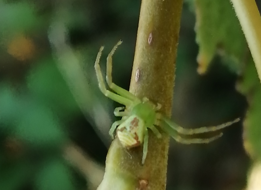 Ebrechtella tricuspidata - alakoskodó karolópók