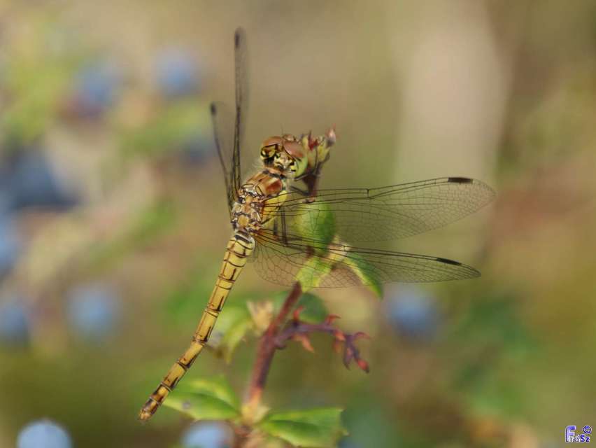 Sympetrum striolatum - harántsávos katona-szitakötő