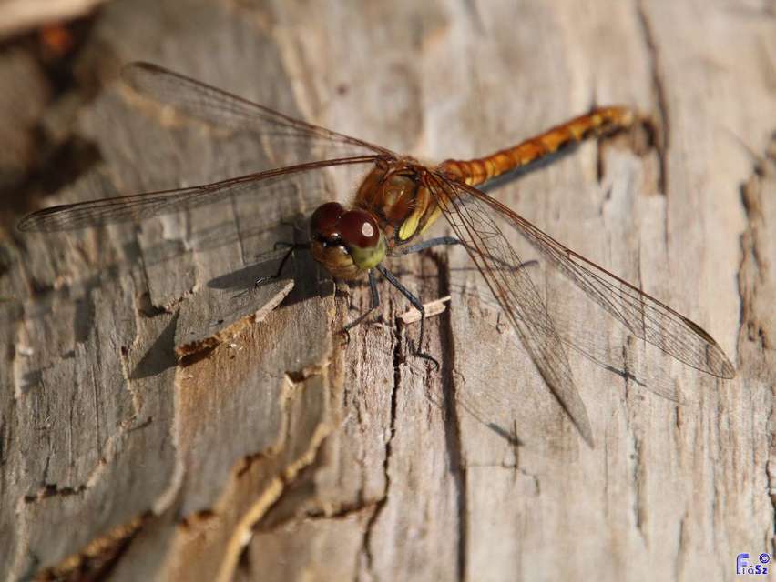 Sympetrum striolatum - harántsávos katona-szitakötő