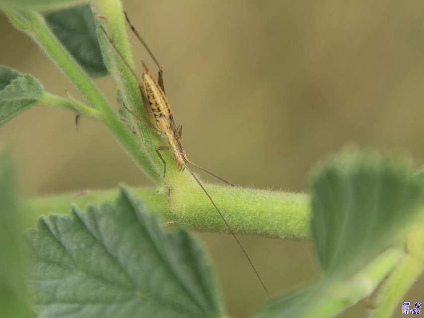 Oecanthus pellucens - pirregőtücsök