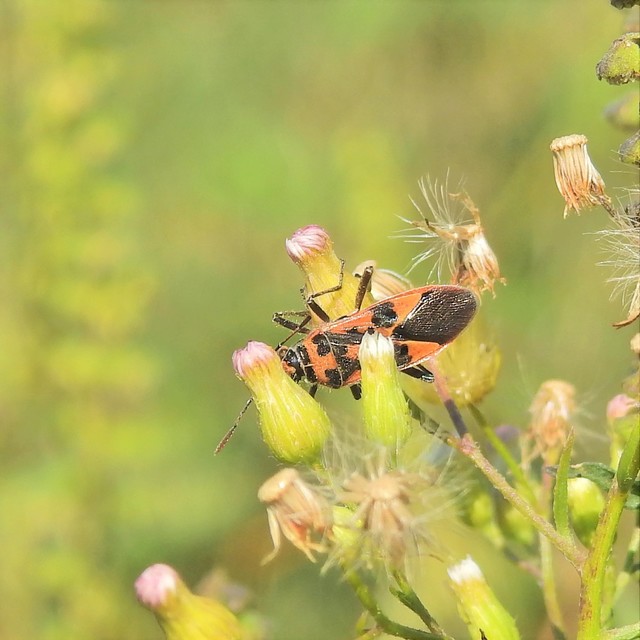 Corizus hyoscyami - piros karimáspoloska