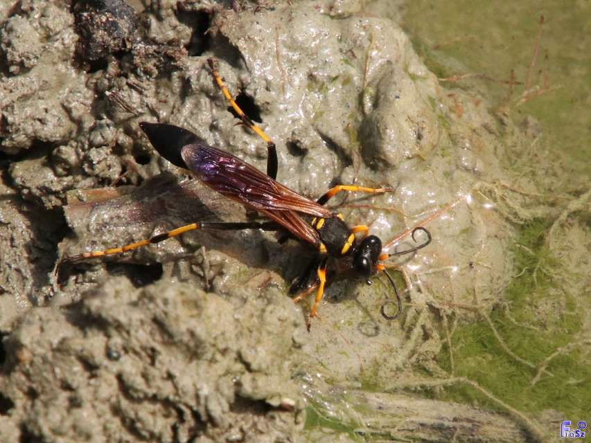 Sceliphron caementarium - feketenyelű lopódarázs