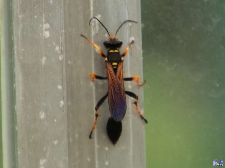Sceliphron caementarium - feketenyelű lopódarázs
