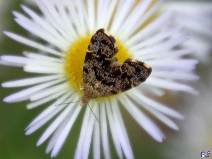 Anthophila fabriciana - lápréti levélmoly