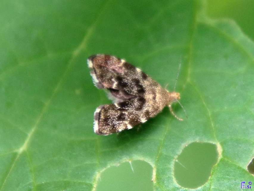 Anthophila fabriciana - lápréti levélmoly
