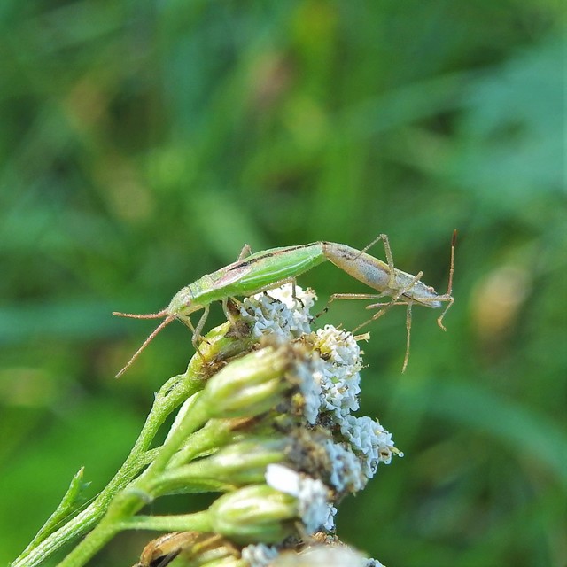 Myrmus miriformis - kurtaszárnyú karimáspoloska