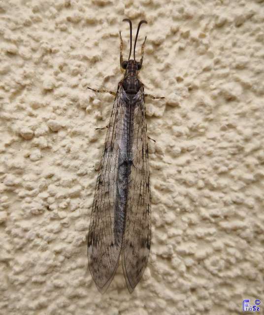 Distoleon tetragrammicus - négyfoltos hangyaleső