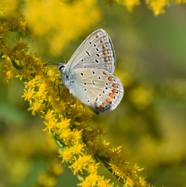 Polyommatus icarus - közönséges boglárka