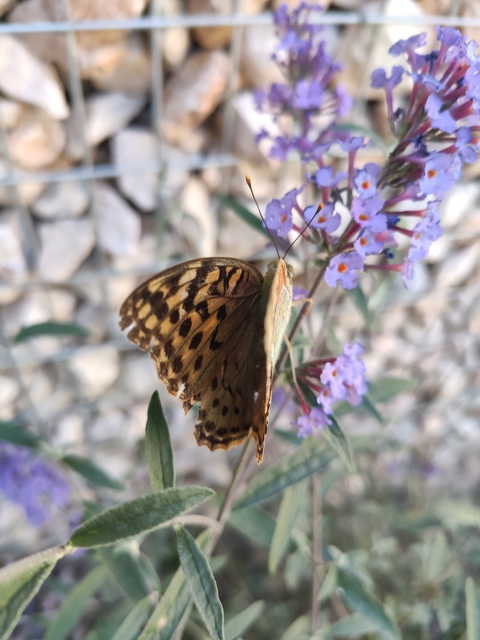 Argynnis pandora - zöldes gyöngyházlepke