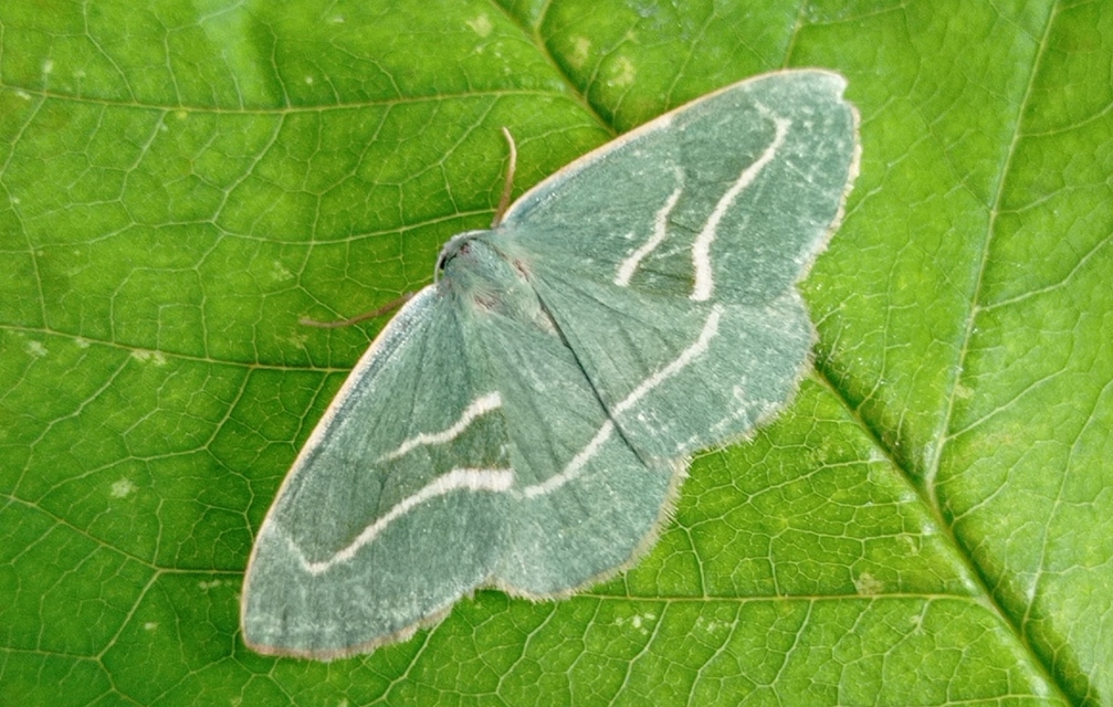 Hylaea fasciaria - erdeifenyő-sávosaraszoló