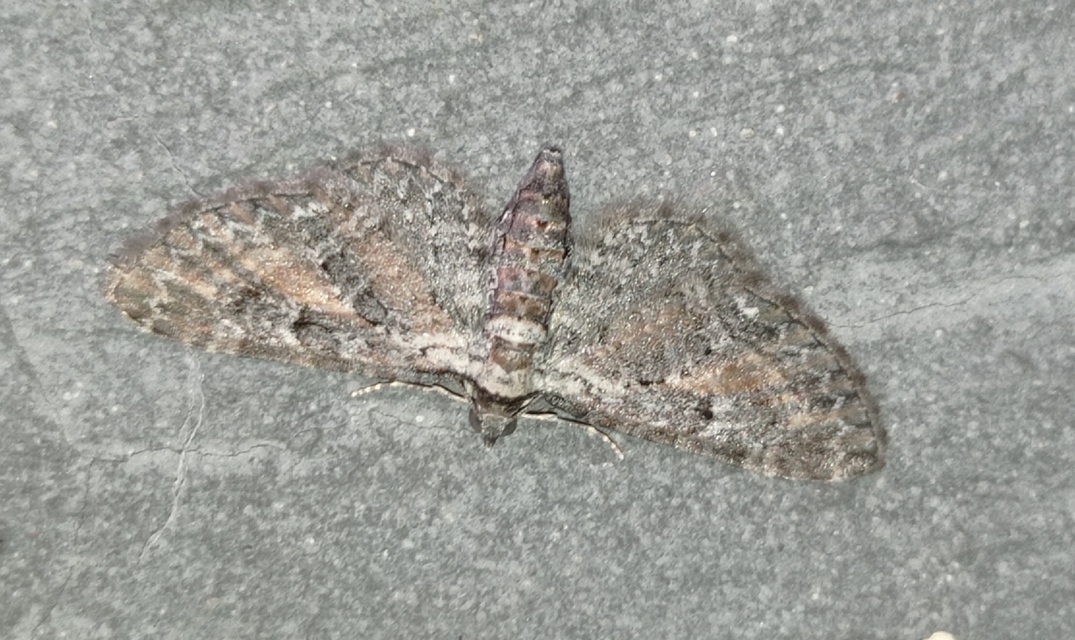 Eupithecia icterata - rozsdafoltos törpearaszoló