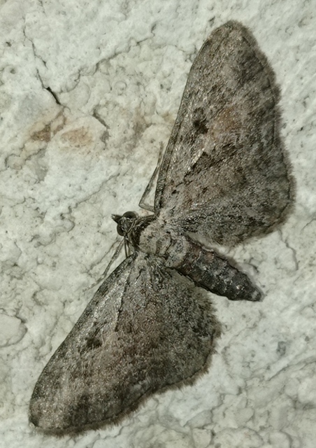 Eupithecia icterata - rozsdafoltos törpearaszoló