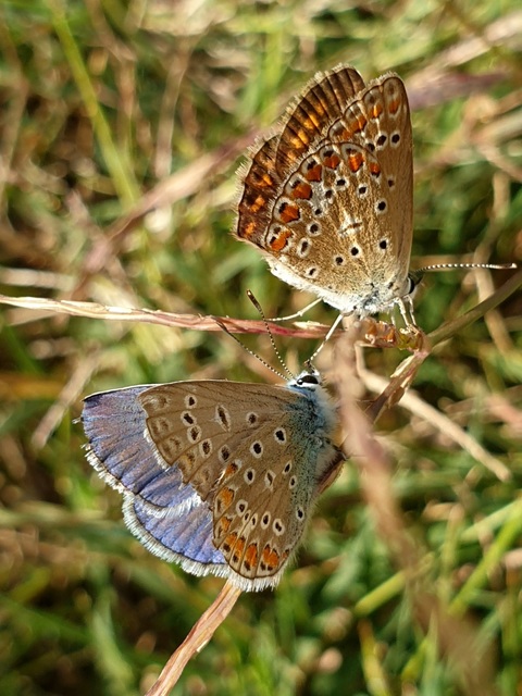 Polyommatus icarus - közönséges boglárka