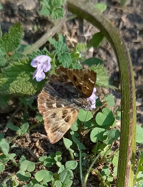 Carcharodus floccifera - pemetefű-busalepke