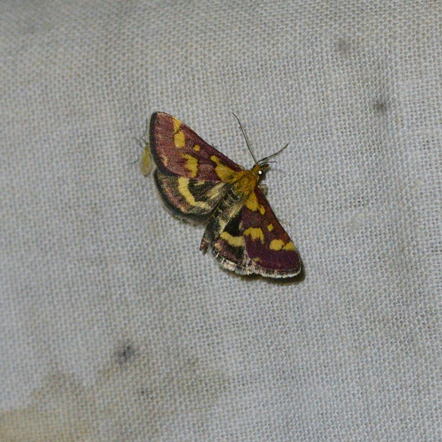 Pyrausta purpuralis - közönséges bíbormoly