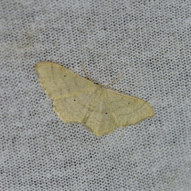 Idaea straminata - szalmasárga sávosaraszoló