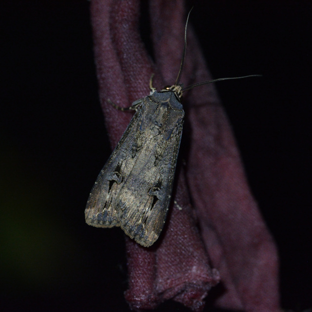 Agrotis ipsilon - nagy földibagoly