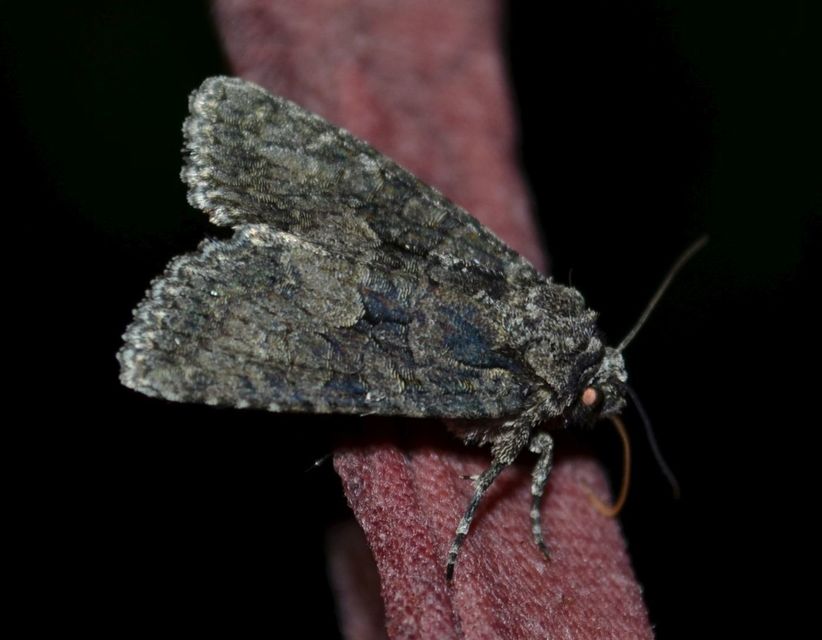 Dryobotodes monochroma - szürke tölgybagoly